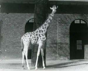 Female Giraffe, Maud, standing in front of a tree Female Giraffe, Maud, standing in front of a tree