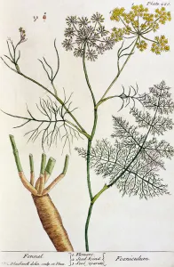 Fennel, plate 288 from A Curious Herbal, published 1782 (colour engraving) Fennel, plate 288 from A Curious Herbal, published 1782 (colour engraving)