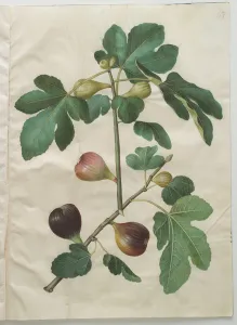 Ficus carica from the album Gottorfer Codex, c.1650 (gouache on parchment) Ficus carica from the album Gottorfer Codex, c.1650 (gouache on parchment)