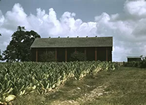 New Deal Gallery: Field of Burley tobacco on farm of Russell Spears, drying and curing barn in the background