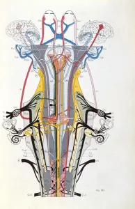Fig. 212 from Semiologie des Affections du Systeme Nerveux by J Fig. 212 from Semiologie des Affections du Systeme Nerveux by J