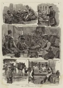 Loads Gallery: The Fig Industry in Smyrna (engraving)