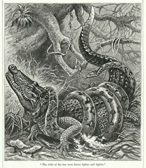 SNAKES, CROCODILES and LIZARDS　洋書　写真集 fight-snake-crocodile-litho-