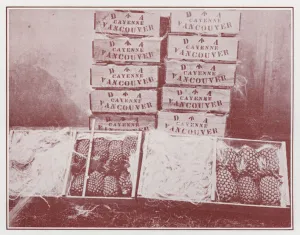 Fiji: Pineapples packed for Export (b/w photo) Fiji: Pineapples packed for Export (b/w photo)