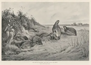 The First of September, the Sunny Side of the Hedge (litho) The First of September, the Sunny Side of the Hedge (litho)