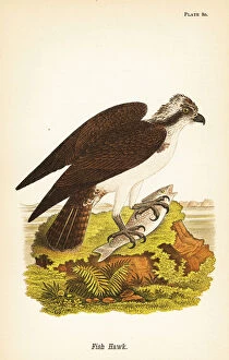 Color Lithograph Gallery: Fish hawk or osprey, Pandion haliaetus