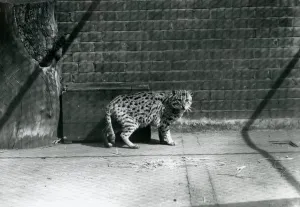 A Fishing Cat at London Zoo, July 1921 (b/w photo) A Fishing Cat at London Zoo, July 1921 (b/w photo)