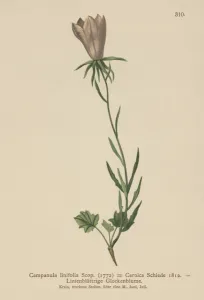 Flax Leaved Bellflower (Campanula linifolia, Campanula Carnica) (colour litho) Flax Leaved Bellflower (Campanula linifolia, Campanula Carnica) (colour litho)