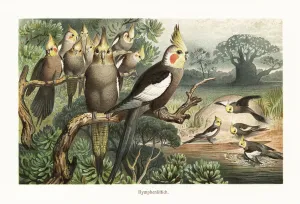 Flock of cockatiels, Nymphicus hollandicus, at a water hole. 1882 (chromolithograph) Flock of cockatiels, Nymphicus hollandicus, at a water hole. 1882 (chromolithograph)