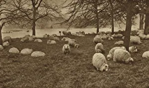 Flock of sheep grazing by the Serpentine in Hyde Park (b/w photo) Flock of sheep grazing by the Serpentine in Hyde Park (b/w photo)