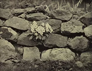 Flower in the crannied wall, Tennyson (b/w photo)