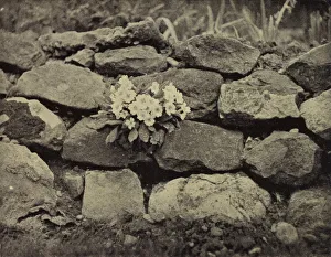 Flower in the crannied wall, Tennyson (b/w photo) Flower in the crannied wall, Tennyson (b/w photo)