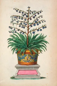 Flowering plant, from Phytographia Curiosa, published 1702 (coloured engraving) Flowering plant, from Phytographia Curiosa, published 1702 (coloured engraving)