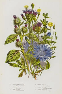 Flowers Of Earth Collection: The Flowering Plants of Great Britain, c. 1880 (litho)