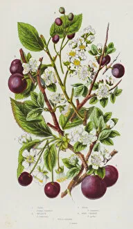 Flowering Plants of Great Britain: Sloe, Bullace, Plum, Bird Cherry, Wild Cherry (colour litho)
