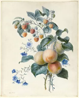Images Dated 17th September 2012: Flowers with Plums and Raspberries on Their Branches (w / c & bodycolour on vellum)
