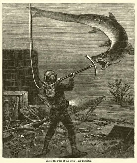 Warwick (after) Goble Gallery: One of the Foes of the Diver, the Thresher (engraving)