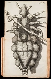 Louse Gallery: Foldout illustration of a louse on a strand of hair from Micrographia'