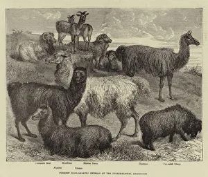 Foreign Wool-bearing Animals at the International Exhibition (engraving) Foreign Wool-bearing Animals at the International Exhibition (engraving)