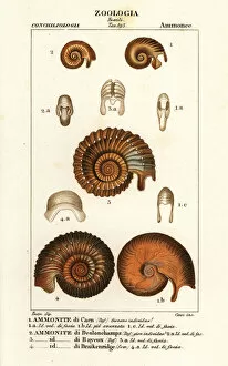 Ammonite Gallery: Fossils of extinct ammonite species