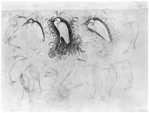 Fourteen egrets, from the The Vallardi Album (pen, ink & w/c on paper) (b/w photo) Fourteen egrets, from the The Vallardi Album (pen, ink & w/c on paper) (b/w photo)