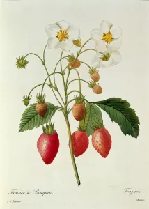 Fragaria (Strawberry), engraved by Chapuis, from Choix des Plus Belles Fleurs Fragaria (Strawberry), engraved by Chapuis, from Choix des Plus Belles Fleurs