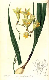 Freesia refracta (Reflex tritonia, Tritonia refracta). Handcoloured copperplate engraving by Smith after a botanical Freesia refracta (Reflex tritonia, Tritonia refracta). Handcoloured copperplate engraving by Smith after a botanical