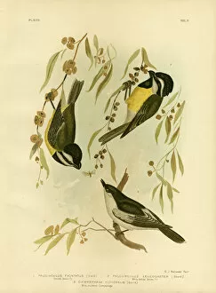 Crested Tit Collection: Frontal Shrike-Tit Or Crested Shrike-Tit, 1891 (colour litho)