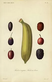 Olive Gallery: Fruits, Fruits a noyau