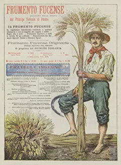 Fuchsia Wheat (colour litho)
