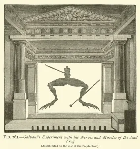 Galvani's Experiment with the Nerves and Muscles of the dead Frog (engraving) Galvani's Experiment with the Nerves and Muscles of the dead Frog (engraving)