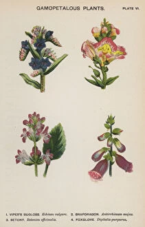 Gamopetalous Plants (colour litho)