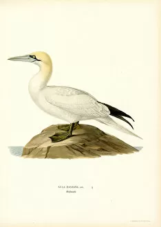 Gannet (colour litho)