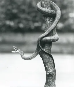 A gaping Texas Rat Snake coiled around a vertical branch at London Zoo in August 1928 A gaping Texas Rat Snake coiled around a vertical branch at London Zoo in August 1928