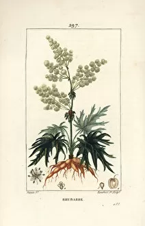Garden rhubarb - Rhubarb, Rheum rhabarbarum (Rheum palmatum), with flower, stalk, leaf, seed and root