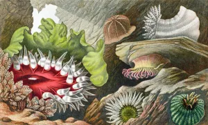 The Gem Pimplet, the Glaucus Pimplet and the Red Speckled Pimplet The Gem Pimplet, the Glaucus Pimplet and the Red Speckled Pimplet
