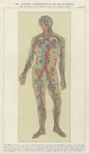 The general distribution of the blood-vessels (colour litho) The general distribution of the blood-vessels (colour litho)
