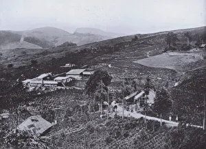 General View of Tea Estate and Factory (b/w photo) General View of Tea Estate and Factory (b/w photo)