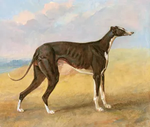 One of George Lane Foxs Winning Greyhounds: the Black and White Greyhound, Turk One of George Lane Foxs Winning Greyhounds: the Black and White Greyhound, Turk