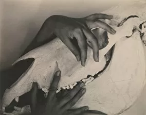 Camera Club Gallery: Georgia O Keeffe--Hands and Horse Skull, 1931 (gelatin silver print)