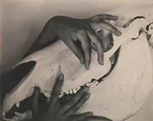 Photo Secession Gallery: Georgia O Keeffe--Hands and Horse Skull, 1931 (gelatin silver print)