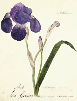 Titled Gallery: German Iris; Iris Germanica, c. 1815-1851 (w / c)