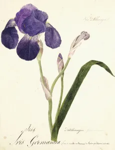 Titled Gallery: German Iris; Iris Germanica, c. 1815-1851 (w / c)