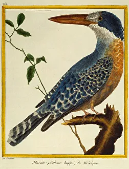 Giant Kingfisher (Megaceryle maxima), from Histoire naturelle des oiseaux, 1765-1783 Giant Kingfisher (Megaceryle maxima), from Histoire naturelle des oiseaux, 1765-1783
