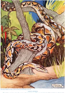 Giant Python, illustration from The New Natural History Giant Python, illustration from The New Natural History