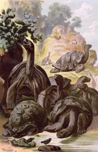 Giant Tortoises from the Galapagos Islands, from a natural history book Giant Tortoises from the Galapagos Islands, from a natural history book
