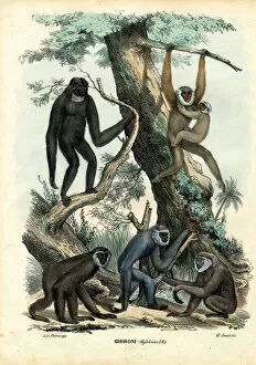 Gibbons Gallery: Gibbons, 1863-79 (colour litho)