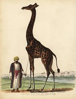 Giraffe, Giraffa camelopardalis Giraffe, Giraffa camelopardalis