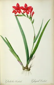 Gladiolus Cardinalis, from Les Liliacees, 1805 (coloured engraving) Gladiolus Cardinalis, from Les Liliacees, 1805 (coloured engraving)