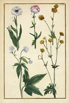 Globe flower, Trollius europaeus, and other species of buttercups, Ranunculus glacialis, etc